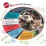 SPOT Ethical Pet Interactive Seek-A-Treat Shuffle Bone Toy Puzzle That Will Improve Your Dogs IQ, Specially Designed for Training Treats SPOT Ethical Pet Interactive Seek-A-Treat Shuffle Bone Toy Puzzle That Will Improve Your Dogs IQ, Specially Designed for Training Treats