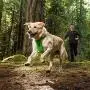 RUFFWEAR 3050-815S Front Range, Everyday No Pull Dog Harness with Front Clip, Trail Running, Walking, Hiking, All-Day Wear, Campfire Orange, Small RUFFWEAR 3050-815S Front Range, Everyday No Pull Dog Harness with Front Clip, Trail Running, Walking, Hiking, All-Day Wear, Campfire Orange, Small