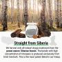 Sayan Siberian Wild Forest Chaga Mushroom Extract Powder with Betulin Birch Bark Extract – 2 Oz (56 g)– Antioxidant Tea for Immune Support, Improved Digestion